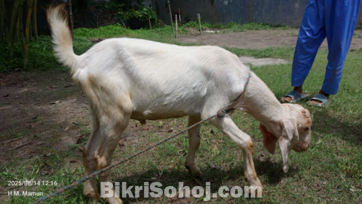 খাসি